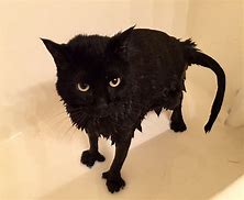 Meow Meow Travels